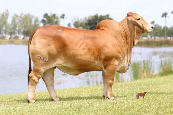 Brahman - heat-tolerant beef